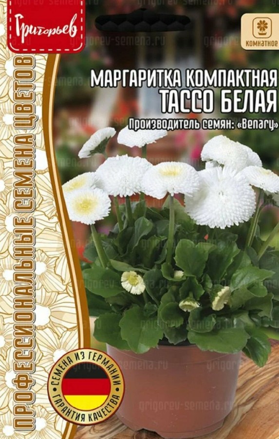 Маргаритка_Тассо Белая б/ф_5_шт._Григорьев
