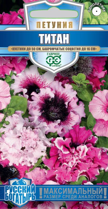 Глоксиния_Импресс Красные чернила_5_шт._Поиск