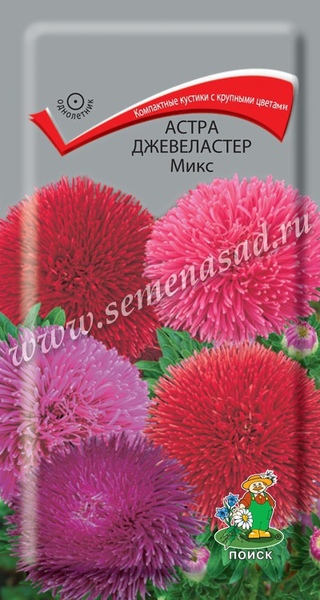 Астра_Джевеластер микс (хризантемовидная)_0,3_г._Поиск