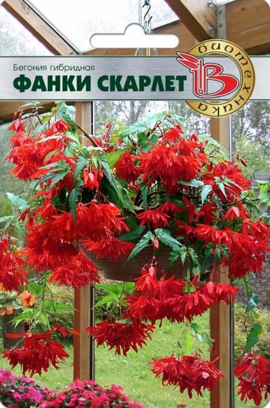 Бегония_Фанки Скарлет (амп)_0,04_шт._Биотехника