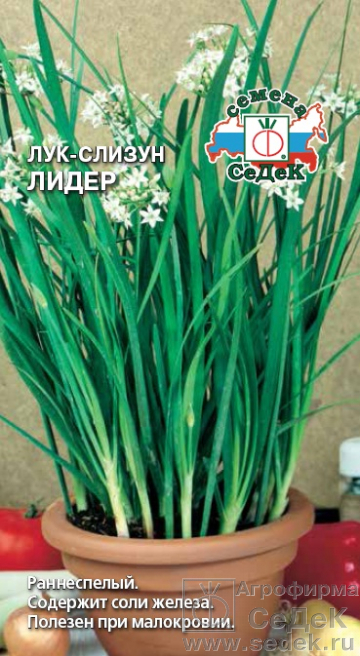 Лук_Лидер (слизун многолетний)_1_г._Седек