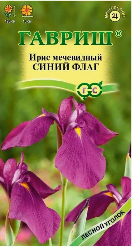 Ирис_Синий Флаг (мечевидный)_3_шт._Гавриш