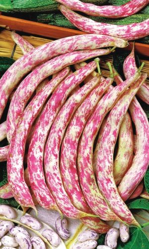 Фасоль_Красный мрамор (спарж со штрихами)_10_шт._Уральский Дачник