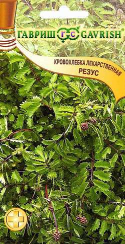 Кровохлебка (черноголовник)_Резус_0,5_г._Гавриш