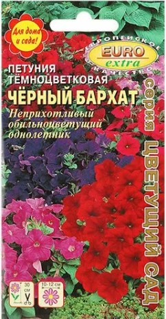Петуния_Черный бархат тёмноцветковая см_0_г._Аэлита Э
