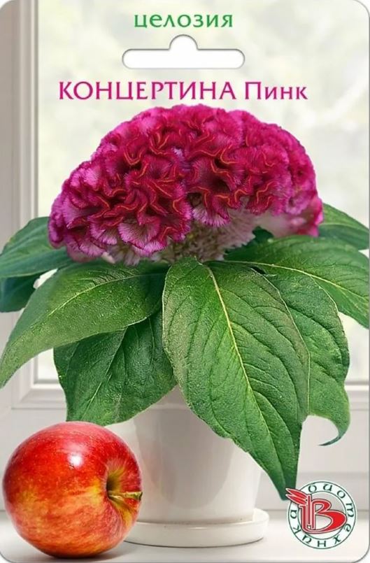 Целозия_Концертина Пинк (гребенчатая)_8_шт._Биотехника