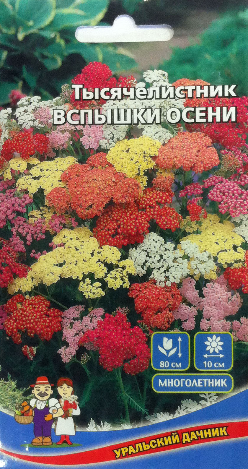 Ахиллея (тысячелистник)_Вспышки Осени см_0,1_г._Уральский Дачник