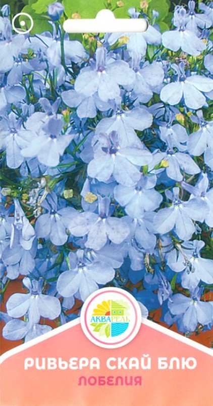 Лобелия_Ривьера Скай Блю_10_шт._Акварель
