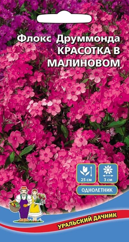 Флокс_Красотка в малиновом_0,04_г._Уральский Дачник