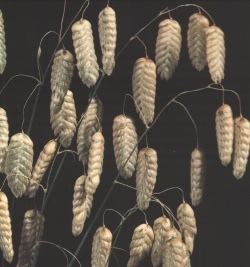 Бриза_Трясунка Кукушкины слёзы (злак)_15_шт._Дом Семян С-П