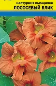 Настурция_Оранжевый блик вьющ_1_г._Уральский Дачник