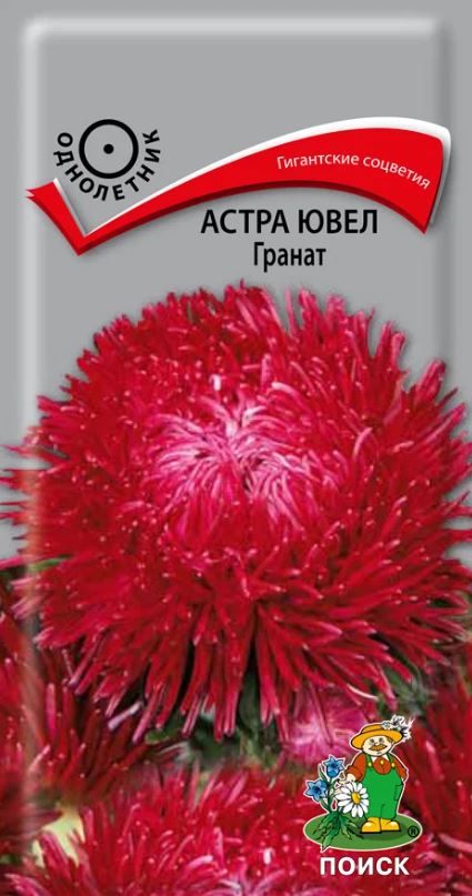 Астра_Ювел Гранат (хризантемовидная)_0,04_г._Поиск