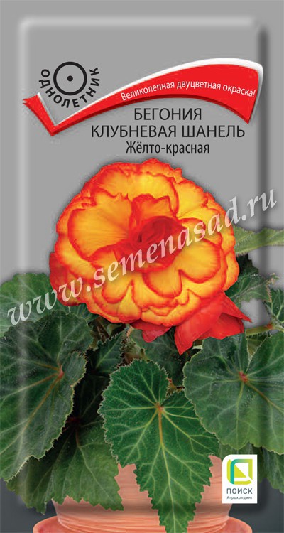 Бегония_Шанель Желто-красная (клубн)_5_шт._Поиск