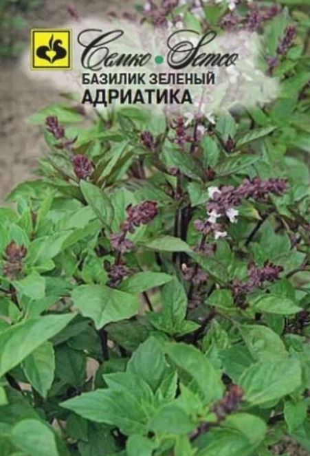 Базилик_Адриатика 24 год._0,04_г._Семко