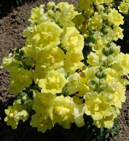 Львиный зев (антирринум)_Твинни желтый махр_10_шт._Акварель