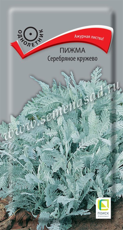 Пижма_Серебряное Кружево_10_шт._Поиск