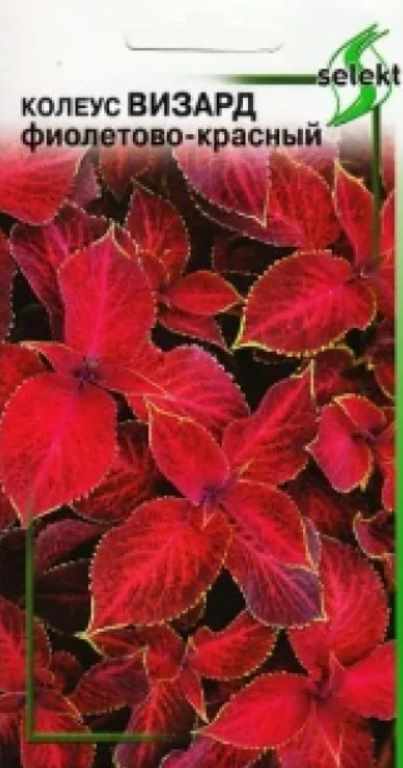 Колеус_Визард Фиолетово-Красный_0,04_шт._Дом Семян С-П