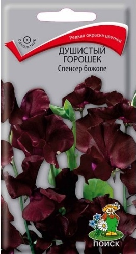 Горошек_Спенсер божоле_1_г._Поиск