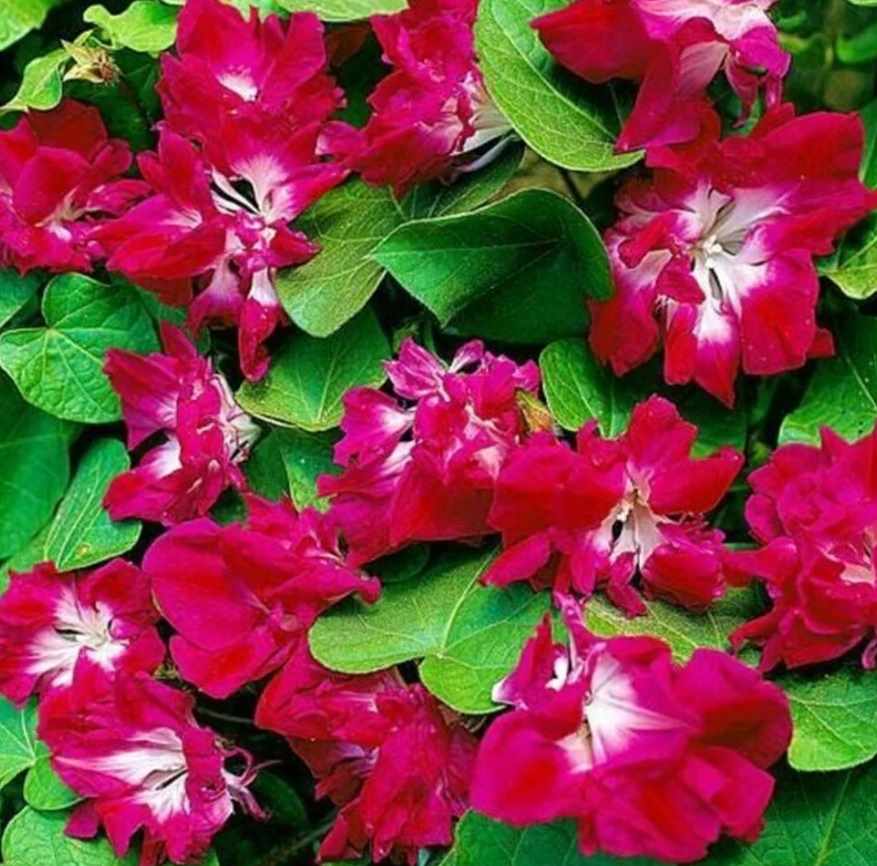 Ипомея_Махровая Розовая (гигант)_0,04_шт._Цветущий Сад