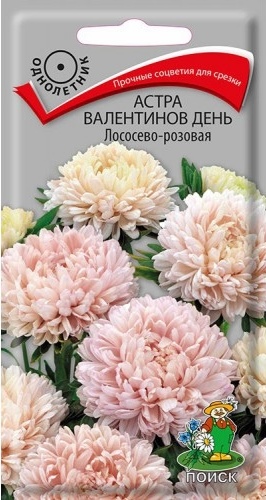 Астра_Валентинов день Лососево-розовая (пионовидная)_0,2_г._Поиск