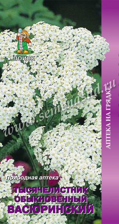 Ахиллея (тысячелистник)_Белый Васюринский_0,1_г._Поиск