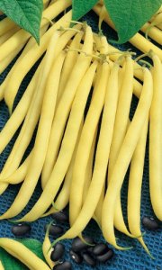 Фасоль_Черный Бриллиант (куст спарж желт)_10_шт._Уральский Дачник