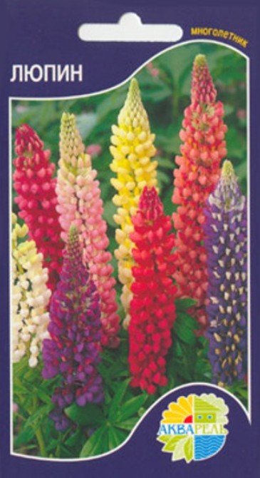 Люпин_Рассела см_0,5_г._Акварель