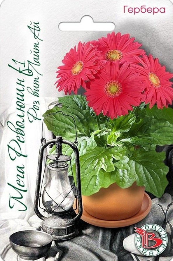 Гербера_Мега Революшн F1 Роз Вит Лайт Ай_5_шт._Биотехника