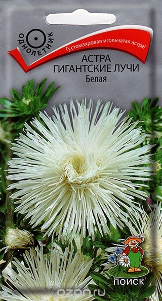Астра_Гигантские лучи Белая (игольчатая)_0,3_г._Поиск