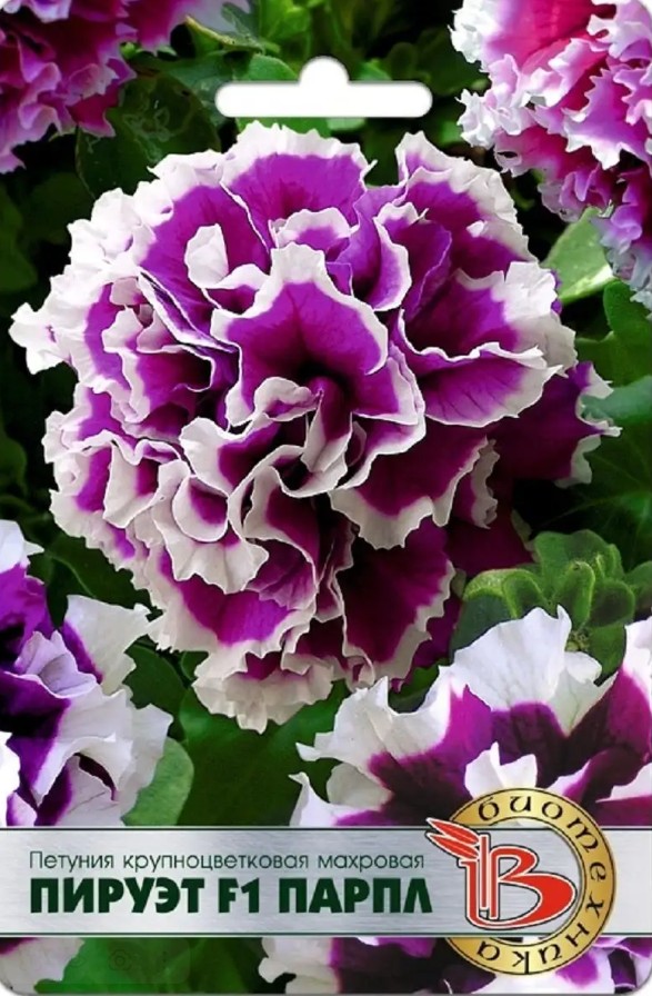 Петуния_Пируэт F1 Парпл (махр)_10_шт._Биотехника