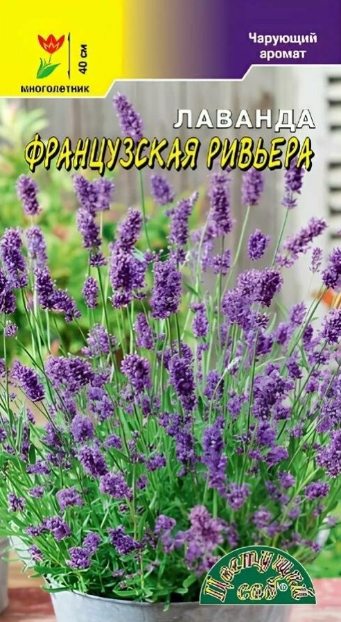 Лаванда_Французская Ривьера_0,04_г._Цветущий Сад