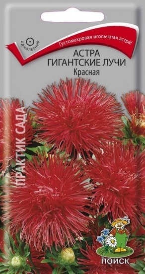 Астра_Гигантские лучи Красная (игольчатая)_0,3_г._Поиск