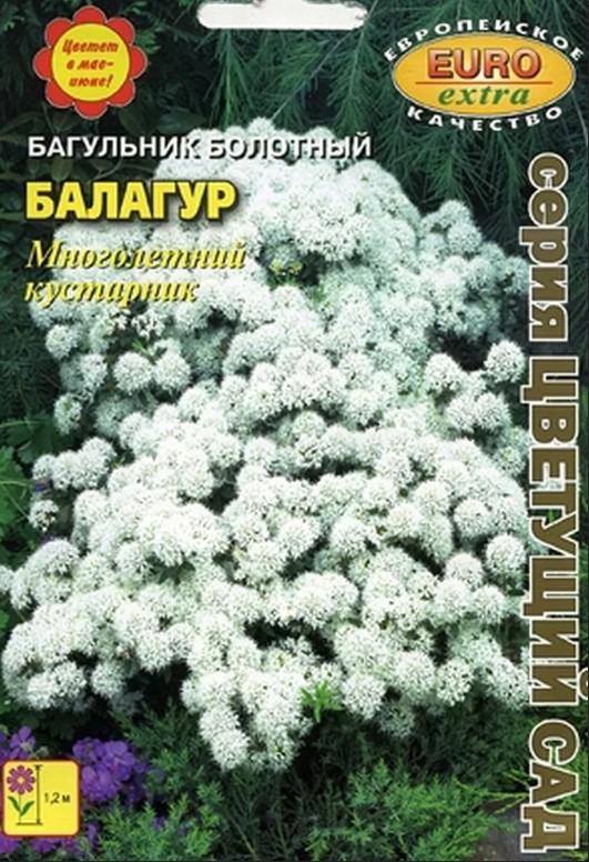 Багульник_Балагур болотный б/ф_0_г._Аэлита Э