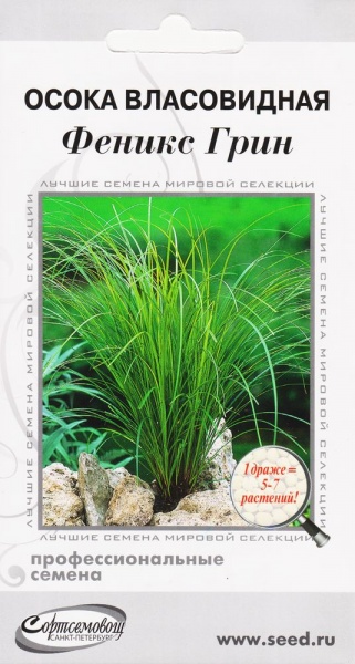 Осока_Феникс Грин власовидная (злак)_3_шт._Дом Семян С-П