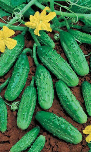 Огурец_Родничок F1_10_шт._Уральский Дачник