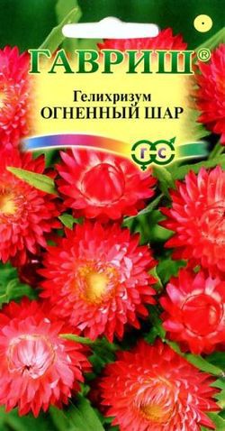Гелихризум (бессмертник)_Алый Огненный шар_0,1_г._Гавриш