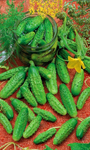 Огурец_Уральский Пикуль_12_шт._Уральский Дачник