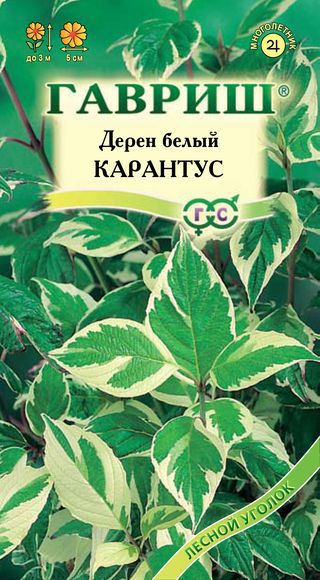 Дерен_Белый_0,1_г._Гавриш