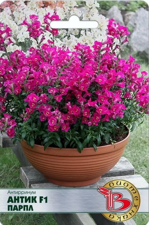 Львиный зев (антирринум)_Антик F1 Парпл_20_шт._Биотехника