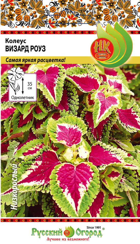 Колеус_Визард Роуз_10_шт._НК