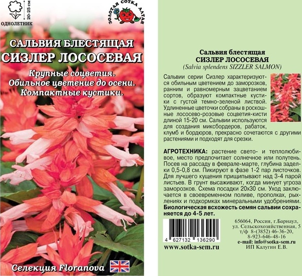 Сальвия_Сизлер Лососевая_10_шт._Золотая Сотка Алтая