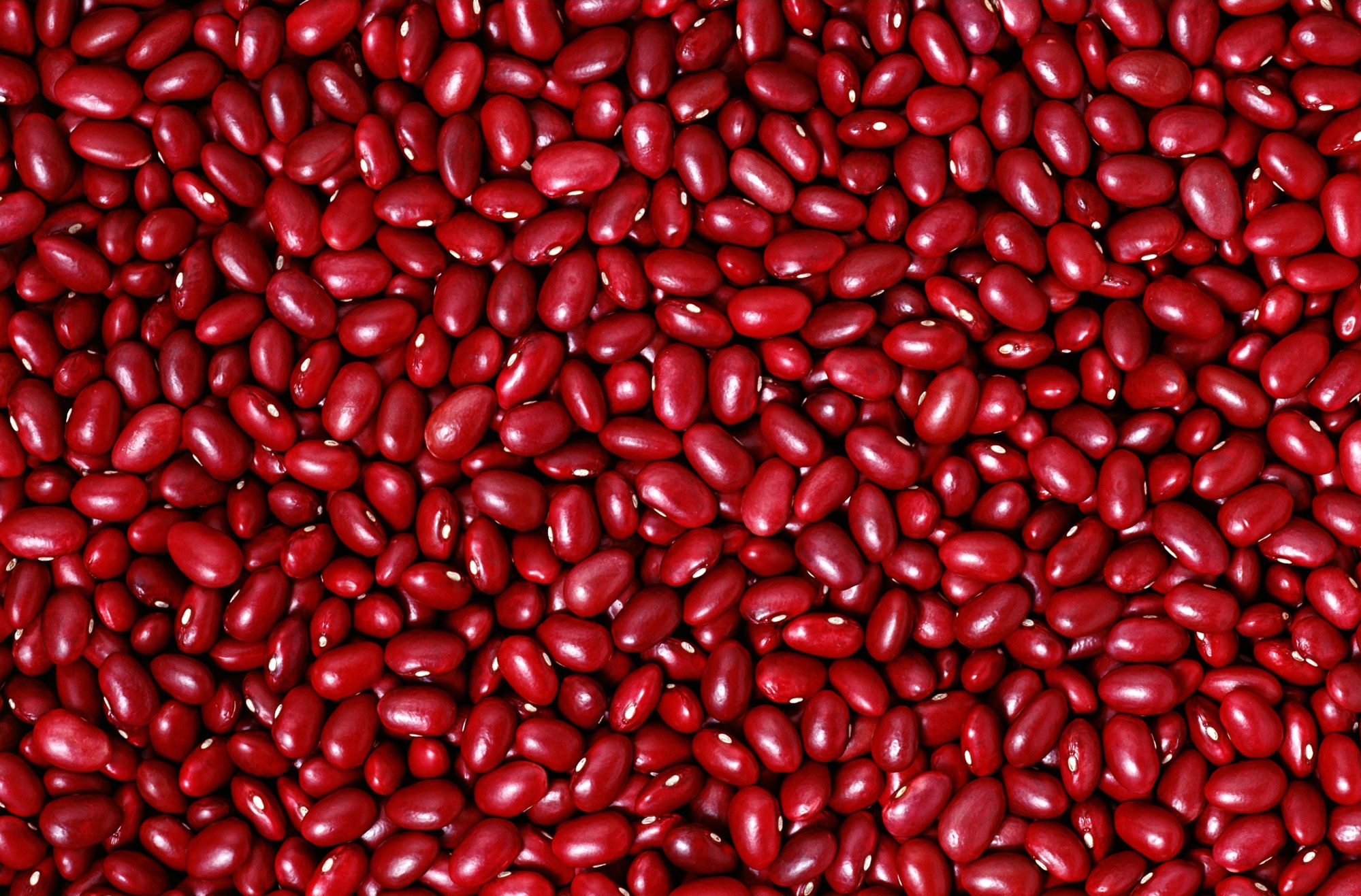 Фасоль_Дикая (овощная лущильная)_30_шт._Дом Семян С-П