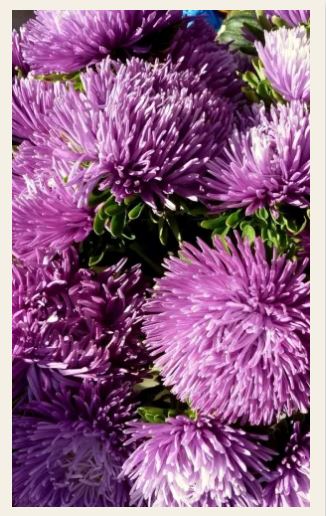 Астра_Люкс (хризантемовидная)_0,2_г._Уральский Дачник