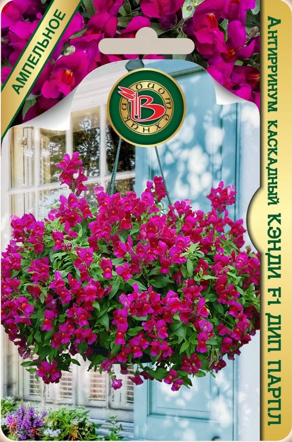 Львиный зев (антирринум)_Кэнди F1 Дип Парпл (амп)_15_шт._Биотехника