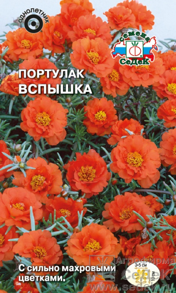 Портулак_Вспышка (махр оранжевый)_0,1_г._Седек