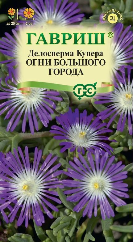 Делосперма_Огни Большого Города_7_шт._Гавриш