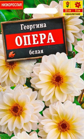 Георгин_Опера белая_15_шт._Акварель
