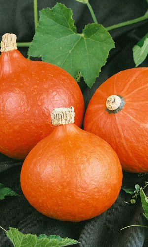 Тыква_Конфетка_5_шт._Уральский Дачник