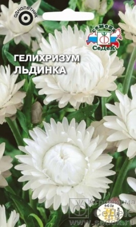 Гелихризум (бессмертник)_Льдинка (белый)_0,2_г._Седек