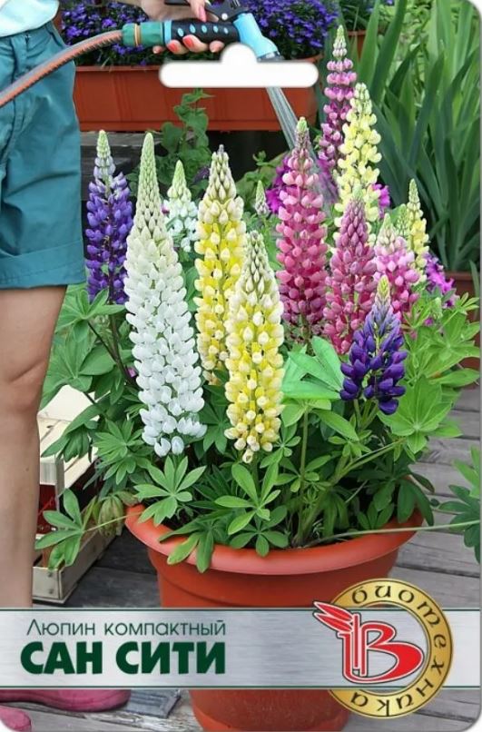Люпин_Сан Сити_0,04_шт._Биотехника